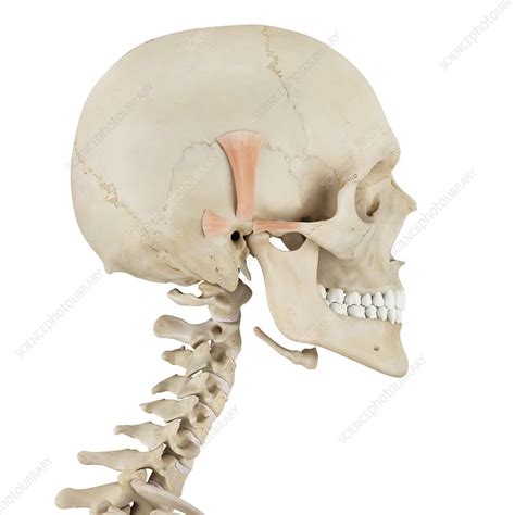 Human Skull Muscles Illustration Stock Image F0115672 Science