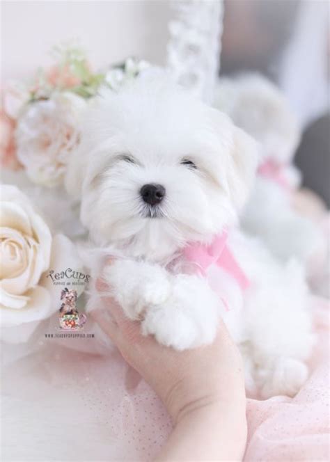 Browse our website by breed, or. maltese-puppy-for-sale-florida-069 in 2020 | Maltese puppy ...