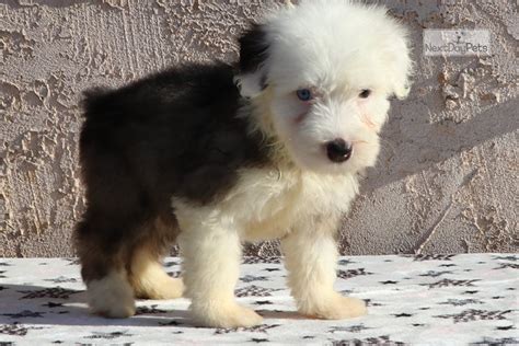 Find old english sheepdog puppies and breeders in your area and helpful old english sheepdog information. Cher: Olde English Sheepdog puppy for sale near San Diego ...