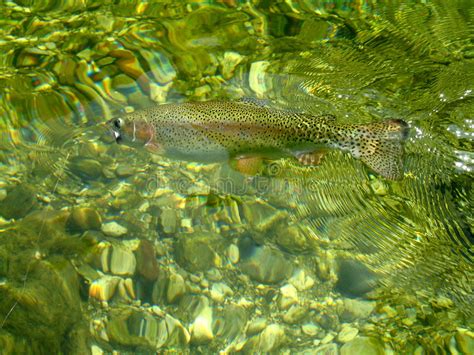Subspecies oncorhynchus mykiss nelsoni evermann, 1908 accepted as oncorhynchus mykiss (walbaum, 1792). Lago Palmer Alaska Reflections De La Trucha Arco Iris ...