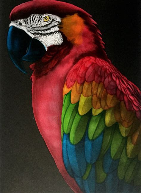 Macaw By Benji Jager Bird Drawings Parrots Art Birds Painting