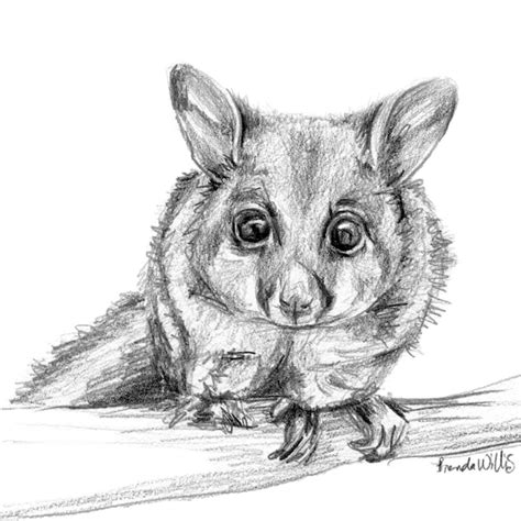 Australian Brushtail Possum Drawing Print Native Animal Black Etsy
