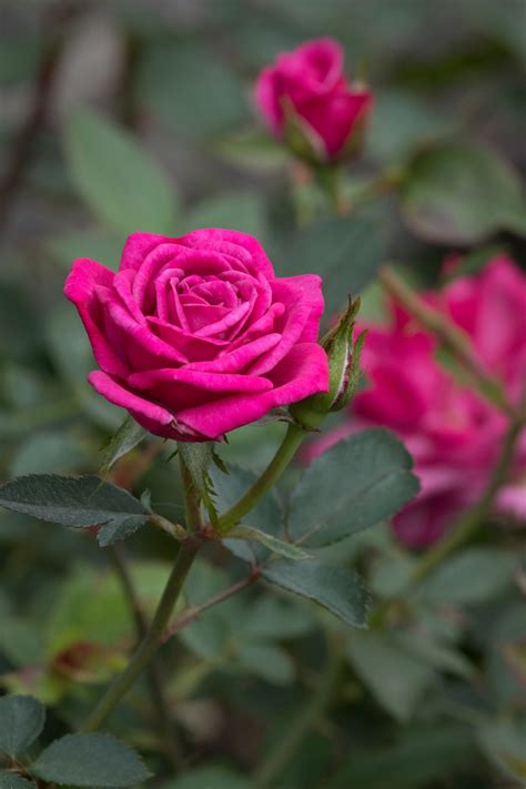 Gardenzeus Recommendations For Miniature Rose Varieties In