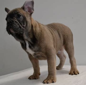 Make a donation to pit bull rescue san diego to help homeless pets find homes. French Bulldog Puppies San Diego Ca - Pets Ideas
