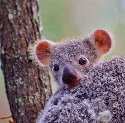 Cutie Koala