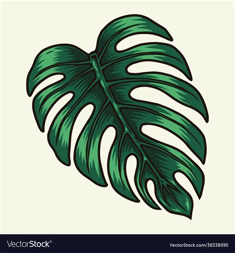 Green Monstera Leaf Concept Royalty Free Vector Image