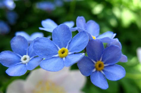 20 Types Of Beautiful Blue Flowers With Names And Pictures