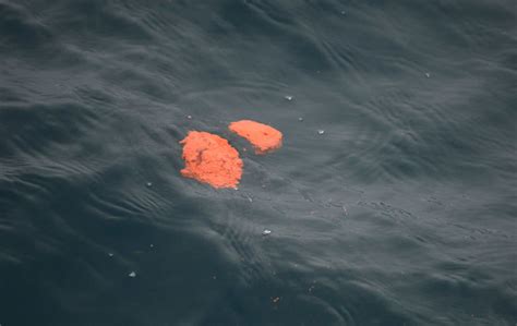 Bottoms Up How Whale Poop Helps Feed The Ocean