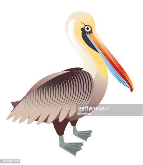 Pelican Photos And Premium High Res Pictures Getty Images