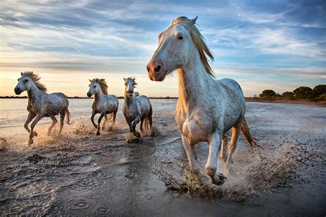 White Horses Of The Camargue The Natural World Scott Stulberg Photography