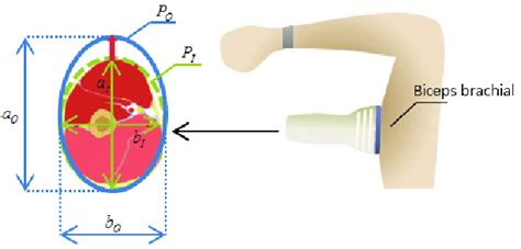 Physiological Cross Sectional Area Of The Muscle Download Scientific