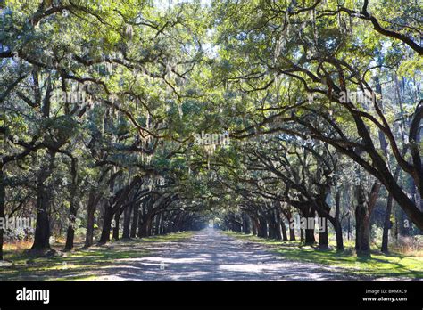 Live Oak Tree Lined Road At Wormsloe Plantation Near The City Of