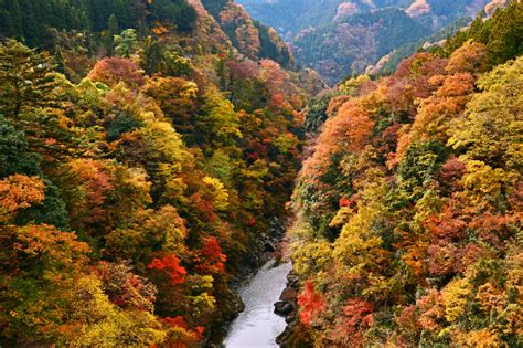 10 Gorgeous Autumn Foliage Spots In And Near Tokyo Savvy Tokyo Fall