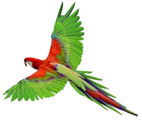 Flying Green Parrot Png Images Free Download