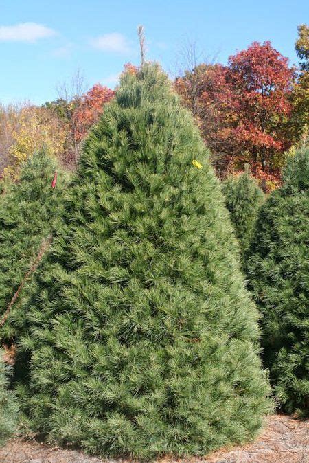 8 Varieties Of Michigan Grown Christmas Trees