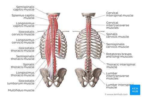 The level of pain may vary depending upon the severity but usually is manifested in the form of. Rib Cage Muscles Labeled - 8 Muscles Of The Spine And Rib ...