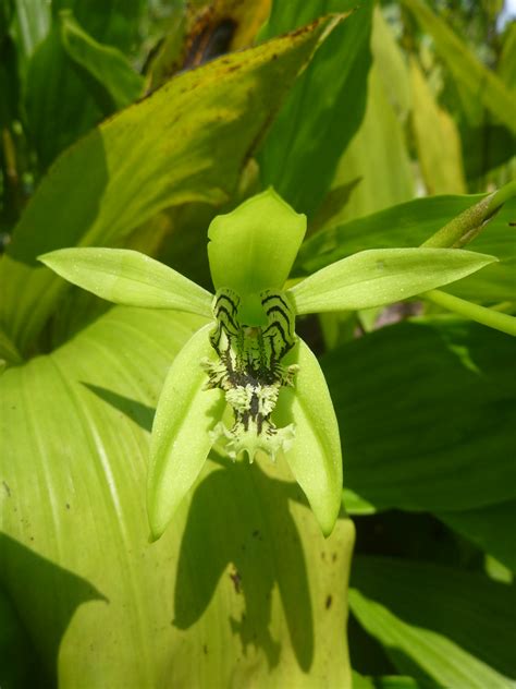 Maybe you would like to learn more about one of these? Coelogyne mayeriana (Orchidaceae) | Flickr