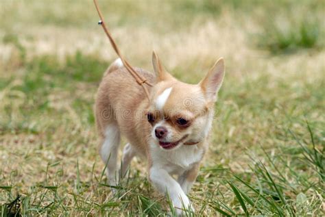 Short Haired Chihuahua Adult Stock Image Image Of Health Jump 2826135