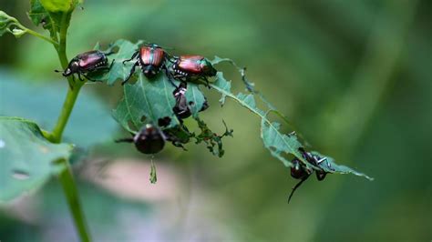 Los Insectos Provocan Ahora Más Daños En Las Plantas Que Nunca Pese Al