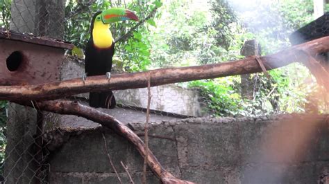 A Bigger Enclosure For Keel Billed Toucan Iii Youtube