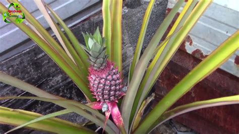 Growing Pineapple In A Pot Agrosuede Youtube