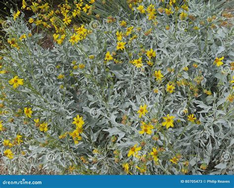 Silvery Gray Plant With Yellow Flowers Stock Image Image Of Daisy