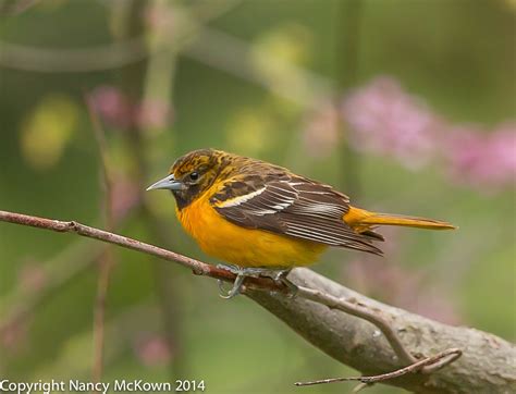 Baltimore Oriole Female Welcome To
