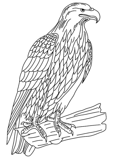 Wildlife Falcon Bird Coloring Pages Netart Rose Coloring Pages