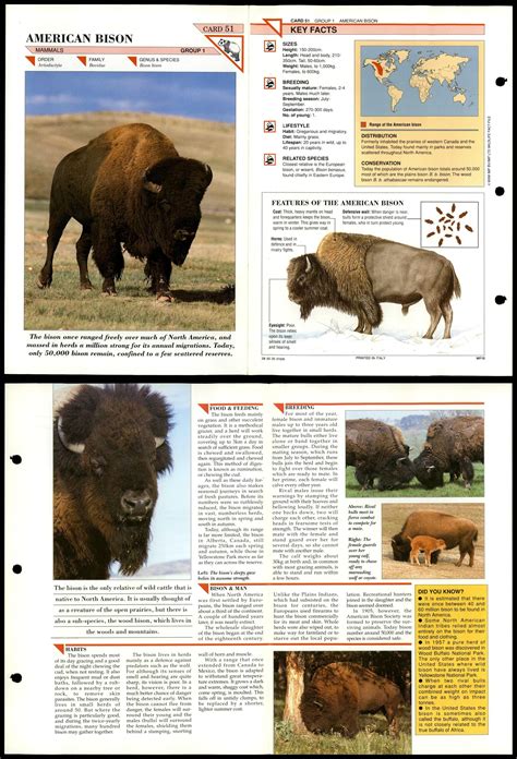 American Bison 51 Mammals Wildlife Fact File Fold Out Card