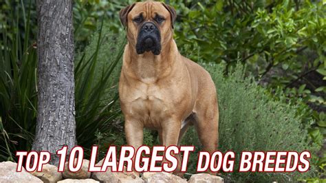 Top Ten Largest Dog Breeds Youtube