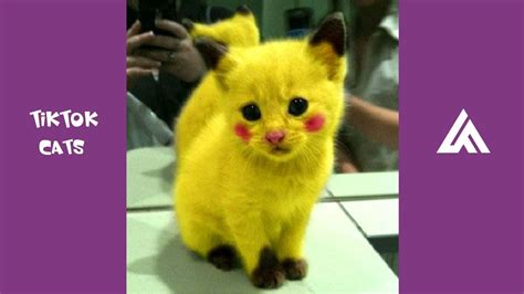 Funny video tik tok china/douyin/episode13. Tik Tok Cats Funny & Cute Cats Video Compilation #8 ...