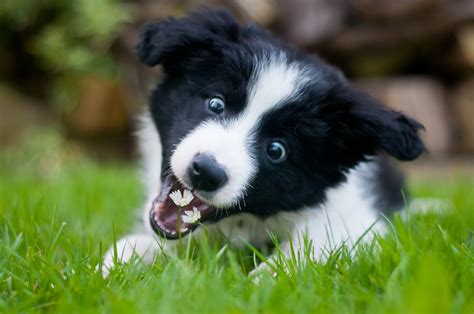 Very Cute Border Collie Puppy Marianafelcman