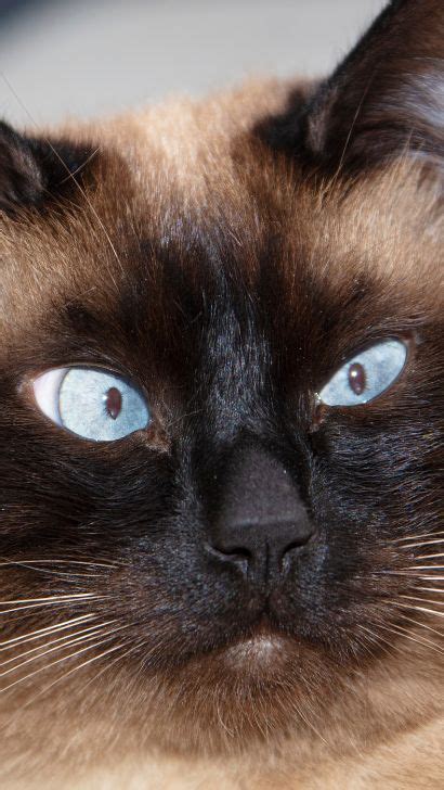 Why Are Siamese Cats Cross Eyed Are Crossed Eyes Normal For A Siamese