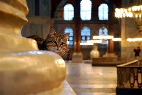 Gli The Cat Of The Hagia Sophia Museum In Istanbul Turkey Cat Life
