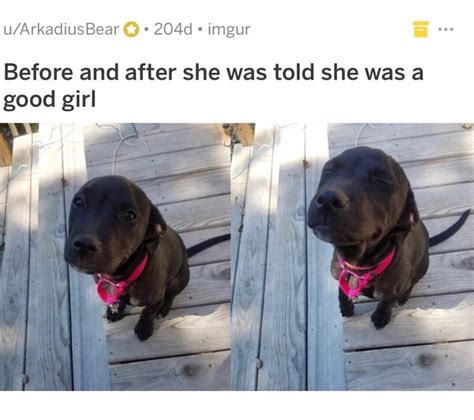 50 Humorous Dog Pics And Memes That Will Make You Laugh