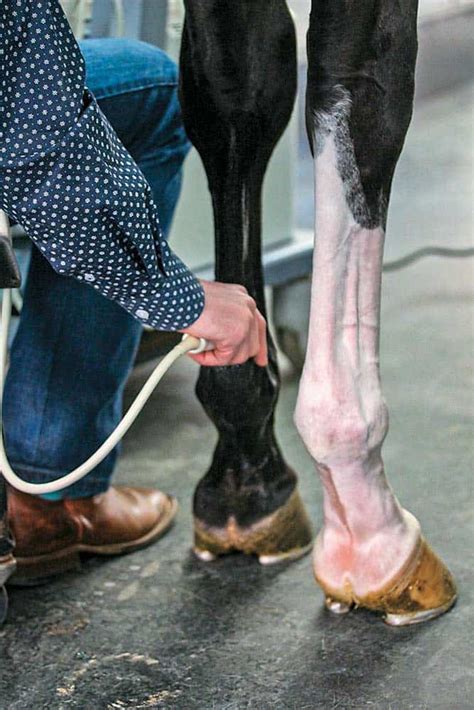 New Treatment Tactics For Sdft Injuries In Horses The Horse