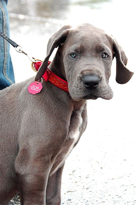 File:Great Dane puppy blue.jpg - Wikipedia