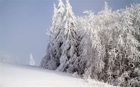 Download Wallpaper 3840x2400 Forest Winter Snow 4k Ultra Hd 1610 Hd