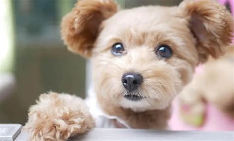Poodle Mixes Top 25 Cutest Designer Dogs You Should Know