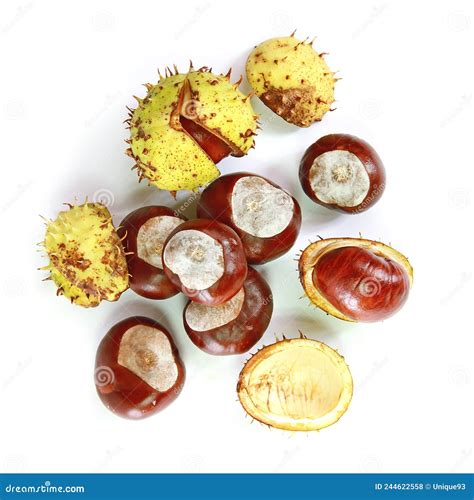 Horse Chestnuts With Their Bogue Stock Photo Image Of Chestnut