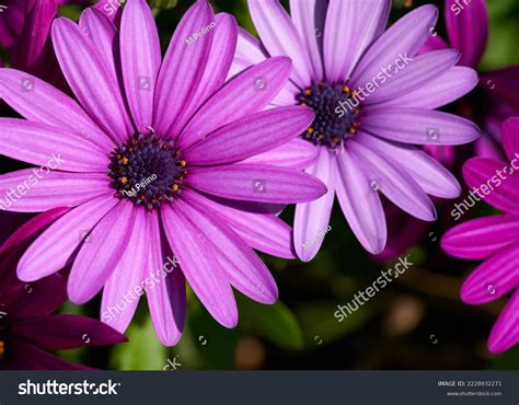 Soprano Light Purple African Daisy Osteospermum Stock Photo 2228932271