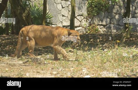 Cougar Walking In The Cougar Zoo Enclosure At Xcaret Park Mexico Stock