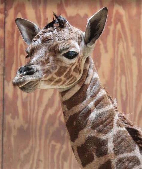Meet The Baby Giraffe Just Born At Sf Zoo Photos South San Francisco