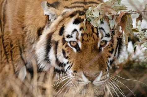 The Hopeful Return Of The Malayan Tiger A Conservation Success Story
