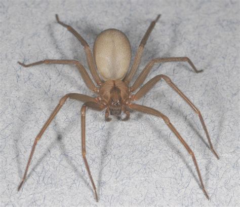 Brown Recluse Pest Management Tips For The Spider Thats Not As Common