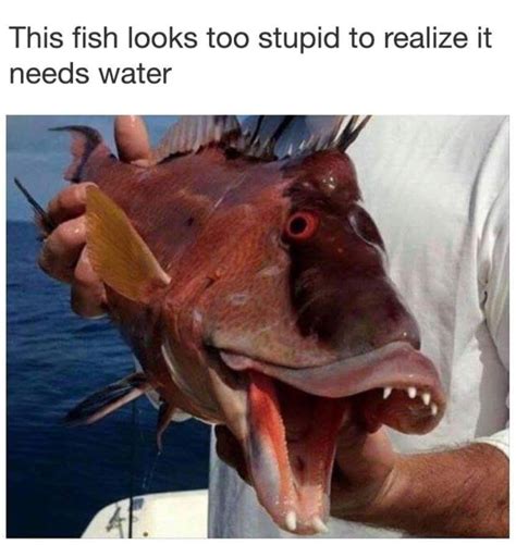 This Fish Looks Dumb That Counts As A Joke Right Rcomedycemetery