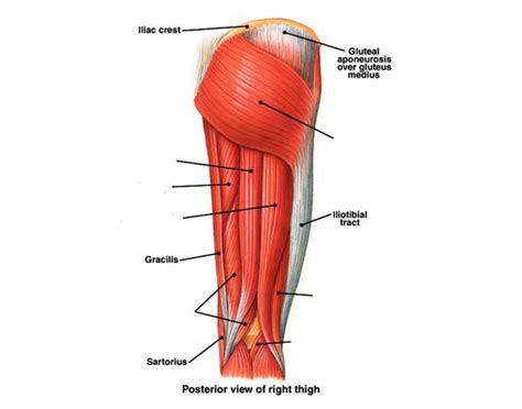 Upper part of the ischial tuberosity insertion: Thigh Muscles-Posterior
