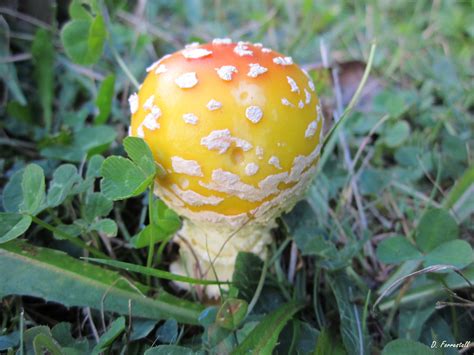 Colorful Mushroom Stuffed Mushrooms Color Taking Pictures
