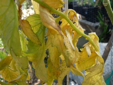 There are many possible reasons why tomato leaves might turn yellow. Leaves On Tomato Seedlings Turning Yellow | Cromalinsupport