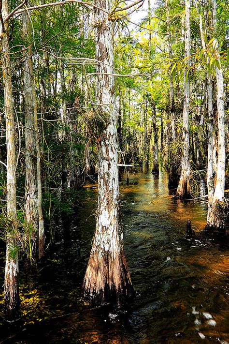 Everglades Stream 5200 Photograph By Rudy Umans Fine Art America